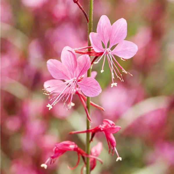 Gaura lindheimeri