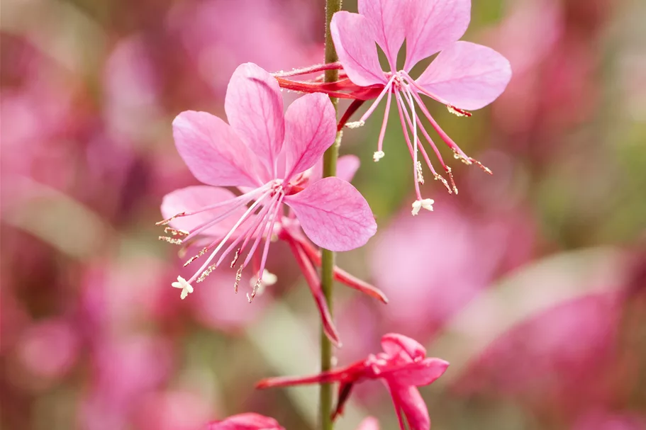 Gaura lindheimeri