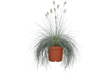 Festuca glauca