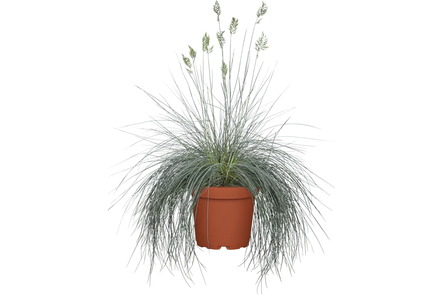 Festuca glauca
