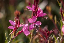 Gaura lindheimeri