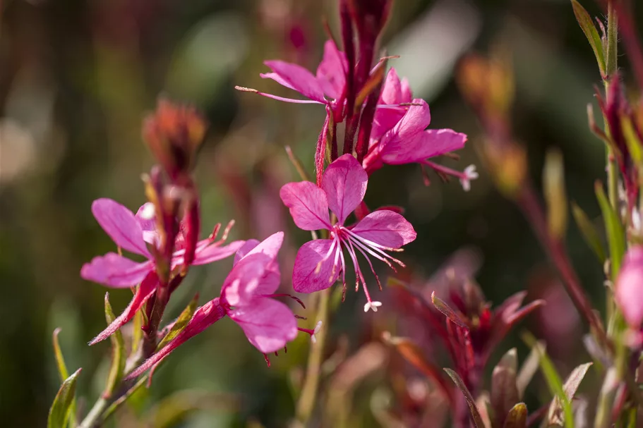 Gaura lindheimeri