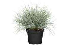 Festuca glauca