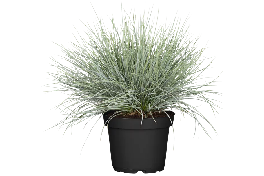 Festuca glauca