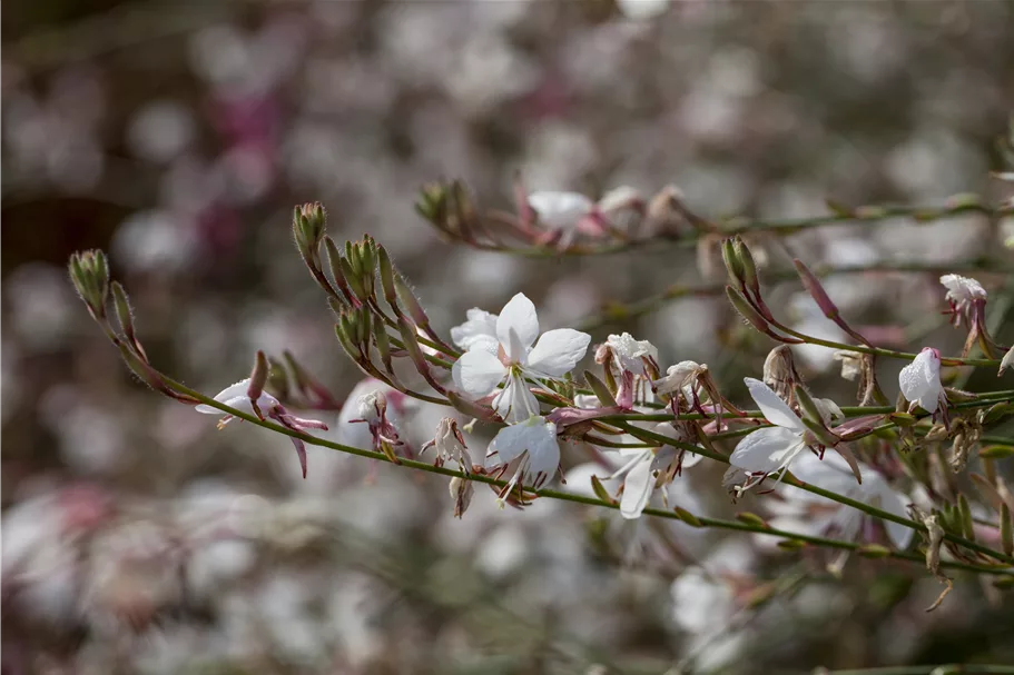 Gaura lindheimeri