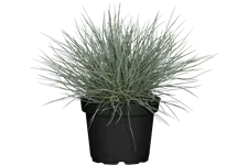 Festuca glauca