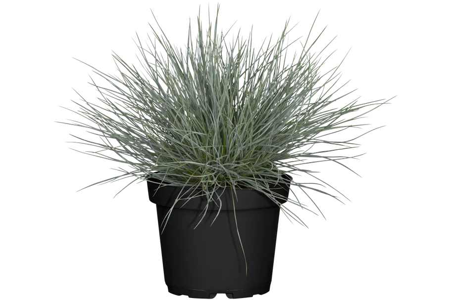 Festuca glauca