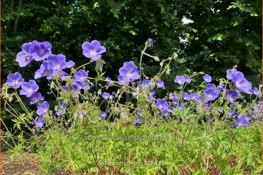 Geranium pratense 'Orion'