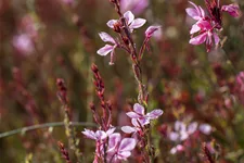 Gaura lindheimeri