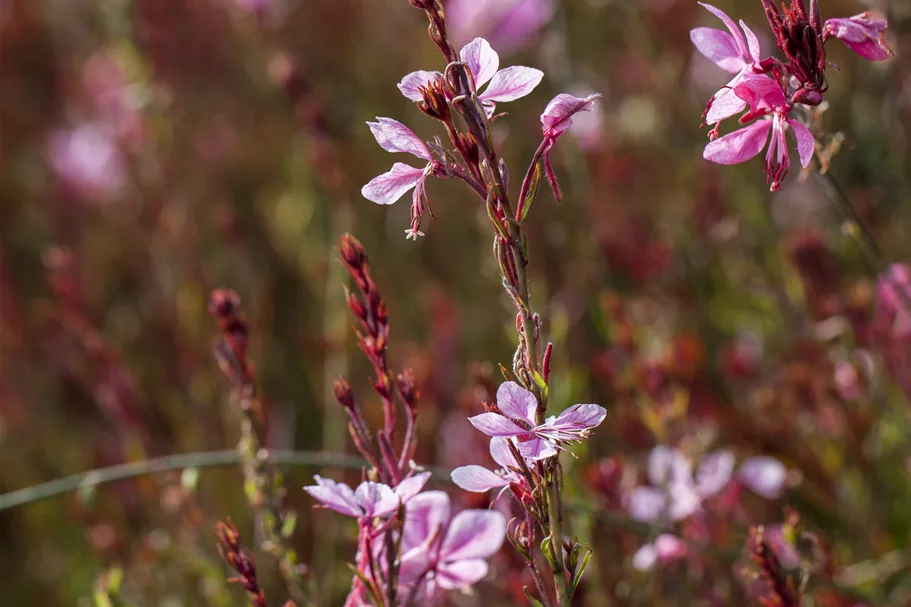 Gaura lindheimeri