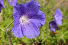 Geranium pratense 'Orion'