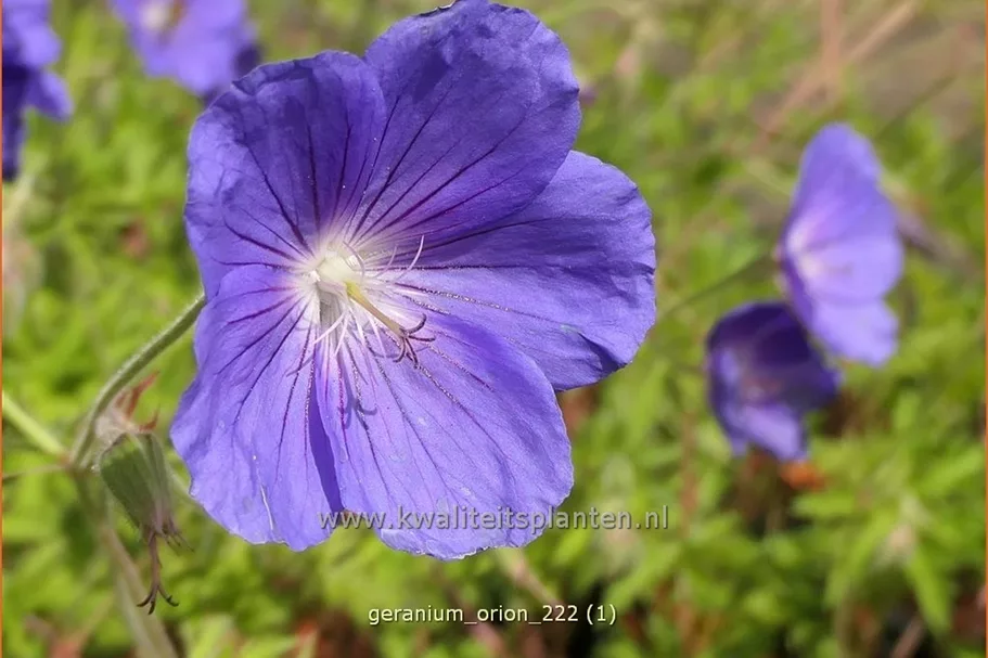 Geranium pratense 'Orion'