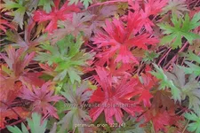Geranium pratense 'Orion'
