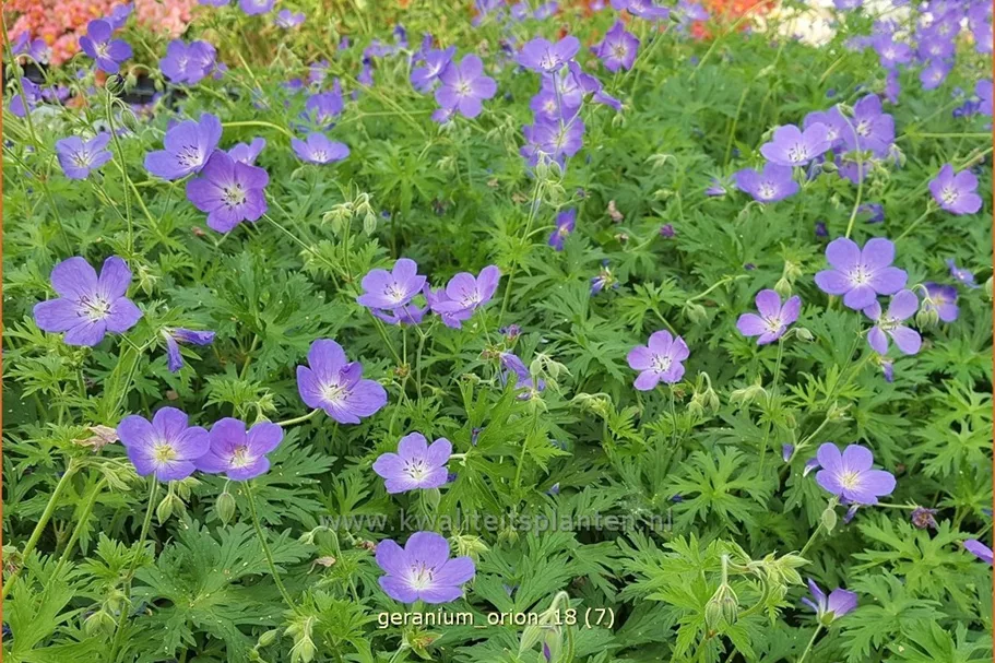 Geranium pratense 'Orion'