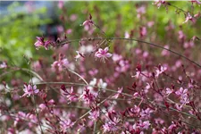 Gaura lindheimeri