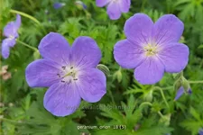 Geranium pratense 'Orion'