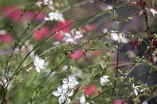 Gaura lindheimeri