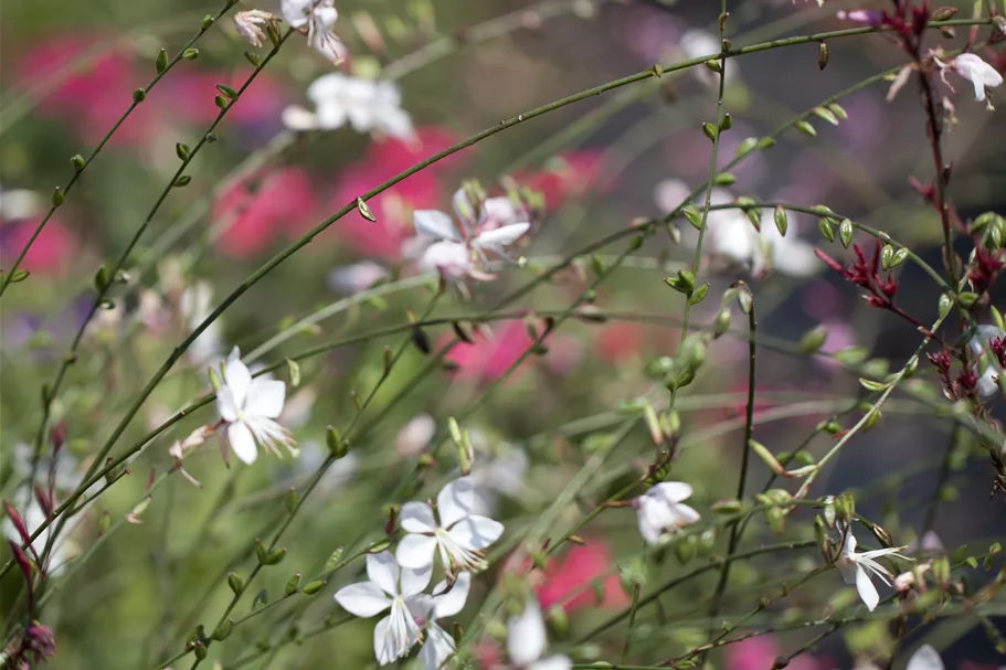 Gaura lindheimeri