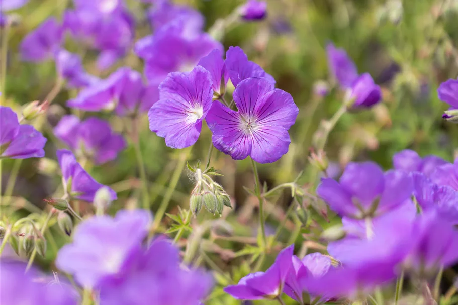 Geranium pratense 'Orion'
