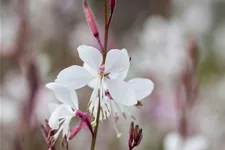 Gaura lindheimeri