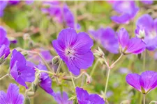 Geranium pratense 'Orion'