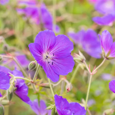 Geranium pratense 'Orion'