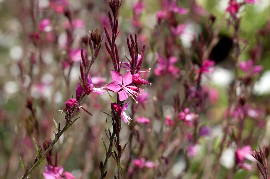 Gaura lindheimeri