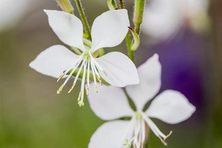 Gaura lindheimeri