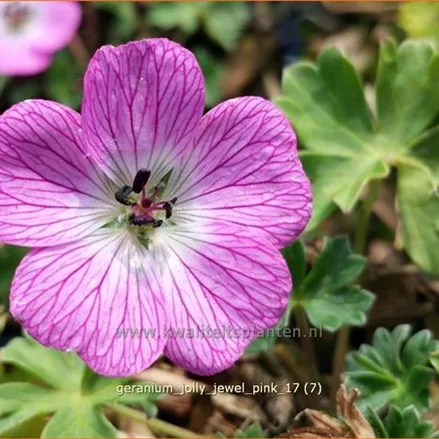 Geranium 'Jolly Jewel Pink'
