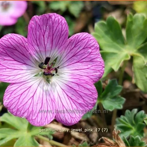 Geranium 'Jolly Jewel Pink'