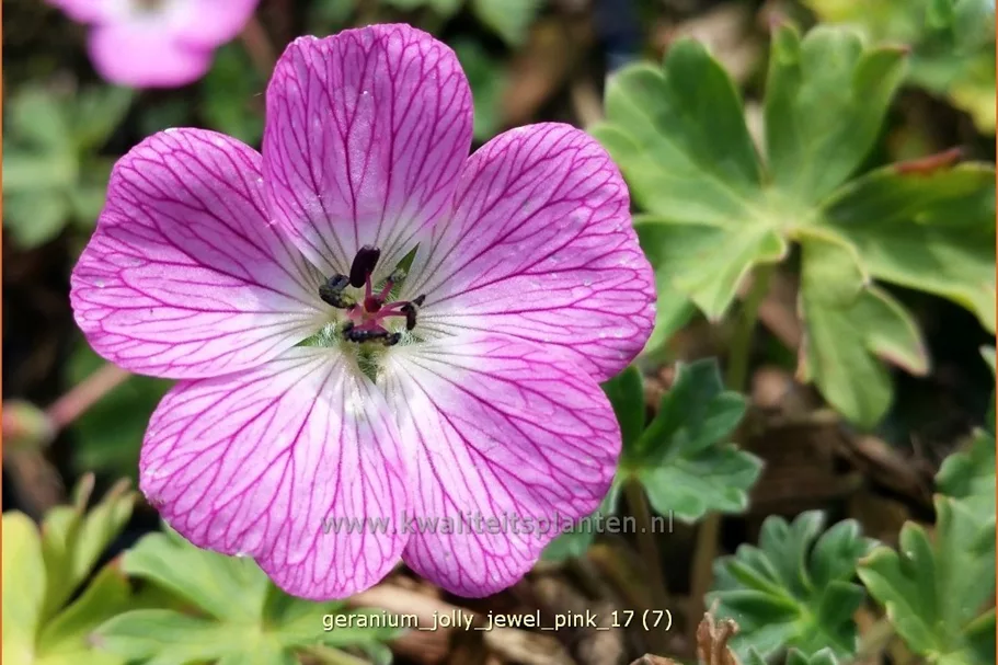 Geranium 'Jolly Jewel Pink'