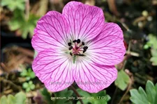 Geranium 'Jolly Jewel Pink'