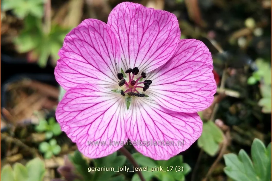 Geranium 'Jolly Jewel Pink'