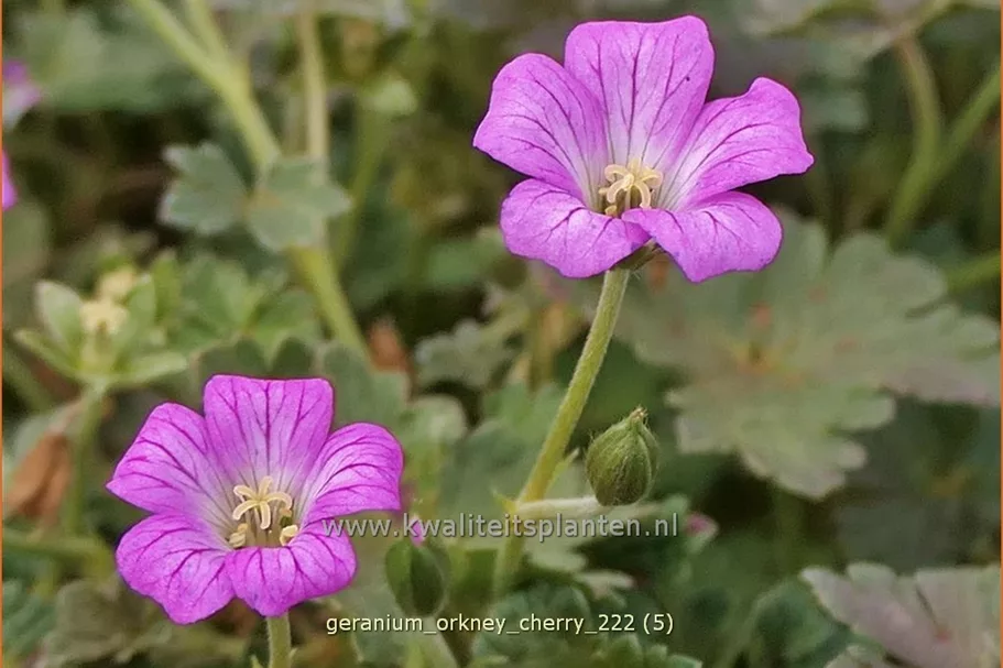 Geranium 'Orkney Cherry'(s)