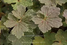 Geranium 'Orkney Cherry'(s)