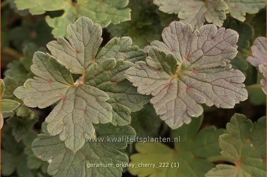 Geranium 'Orkney Cherry'(s)