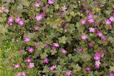Geranium 'Orkney Cherry'(s)