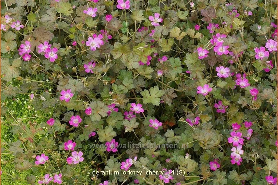 Geranium 'Orkney Cherry'(s)