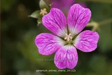 Geranium 'Orkney Cherry'(s)