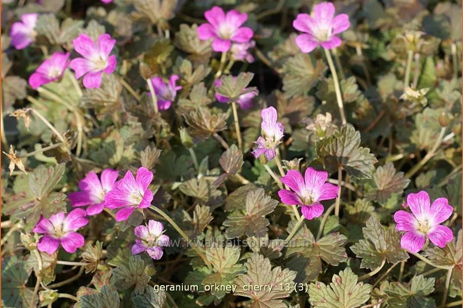Geranium 'Orkney Cherry'(s)