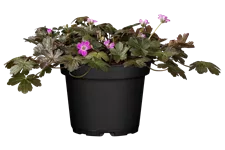 Geranium 'Orkney Cherry'(s)