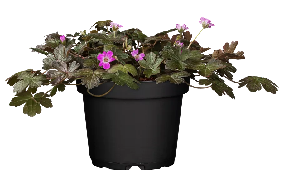 Geranium 'Orkney Cherry'(s)