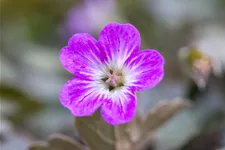 Geranium 'Orkney Cherry'(s)