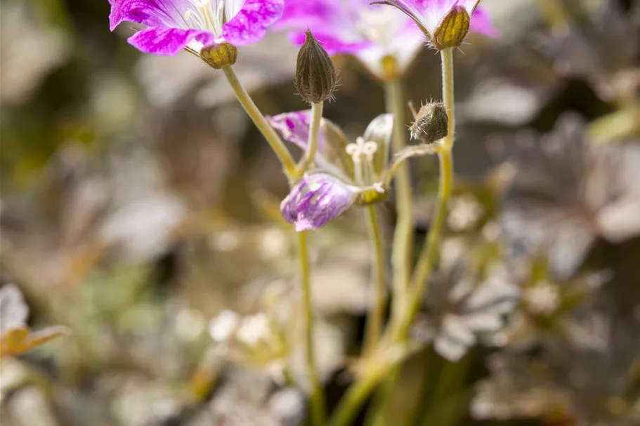 Geranium 'Orkney Cherry'(s)