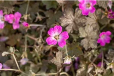 Geranium 'Orkney Cherry'(s)
