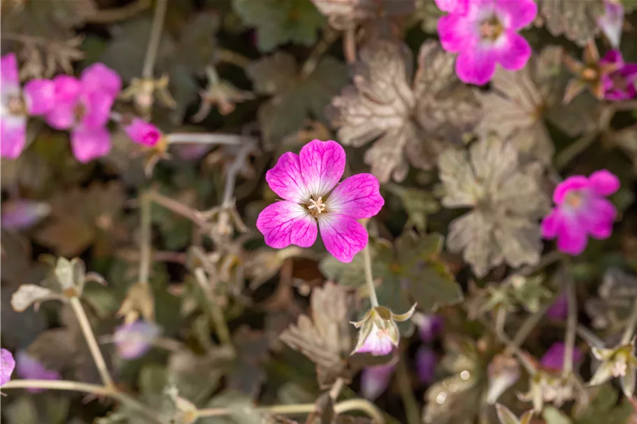 Geranium 'Orkney Cherry'(s)