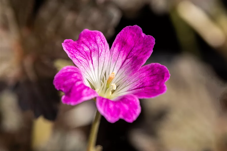 Geranium 'Orkney Cherry'(s)