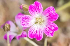 Geranium 'Orkney Cherry'(s)