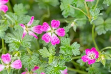 Geranium 'Orkney Cherry'(s)