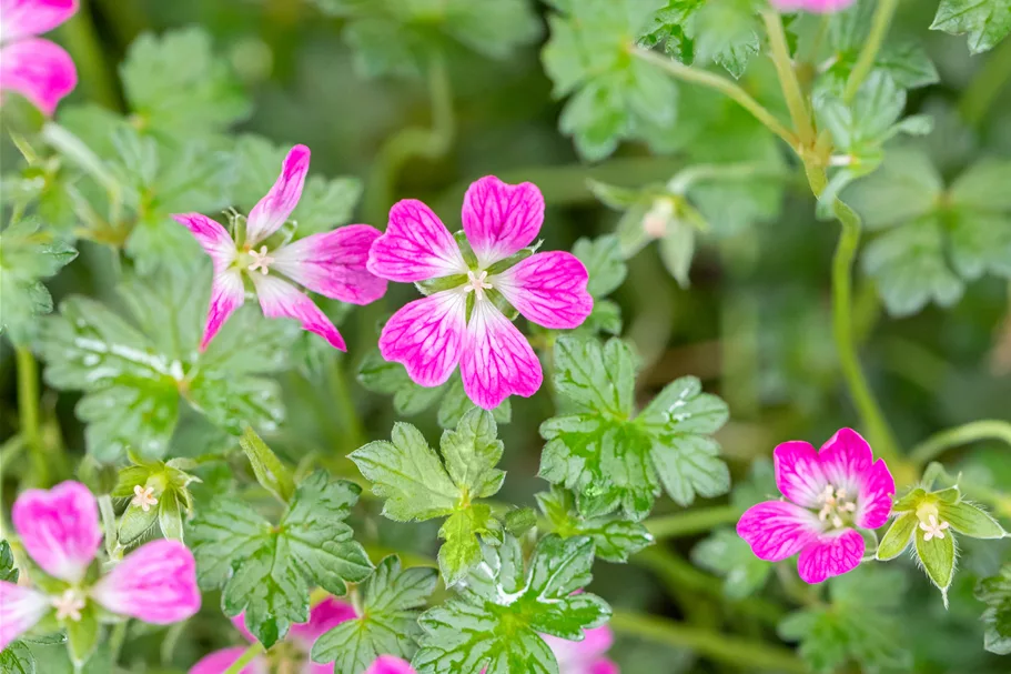 Geranium 'Orkney Cherry'(s)